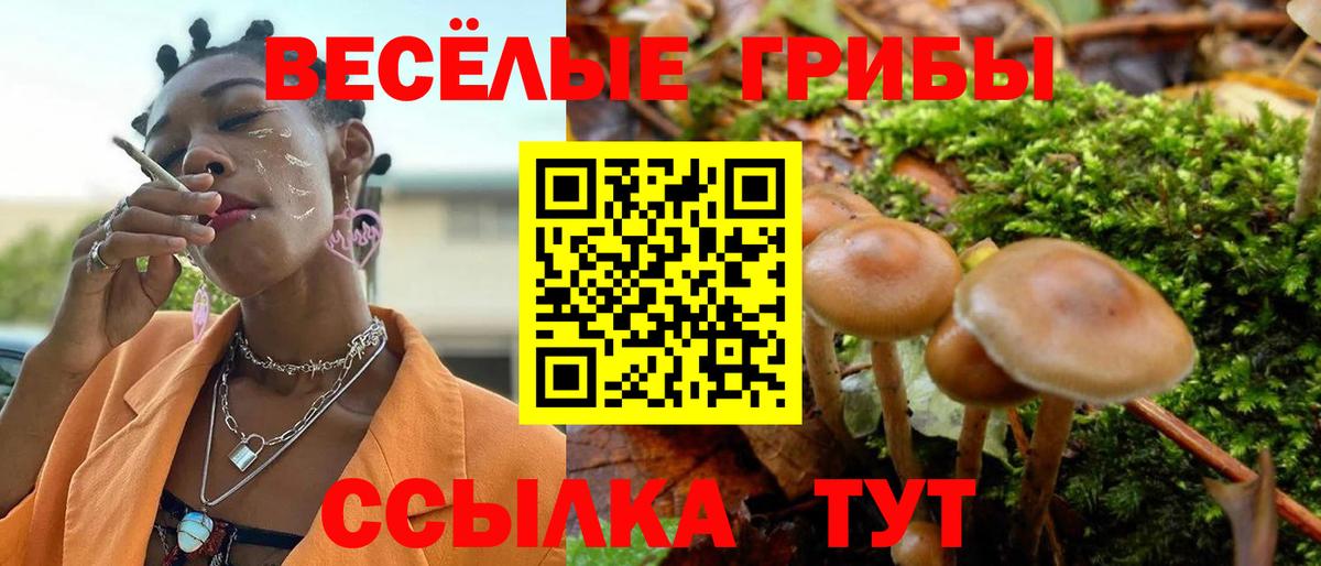 Псилоцибиновые грибы мицелий  купить наркотики цена  Вышний Волочёк  Вход с VPN 